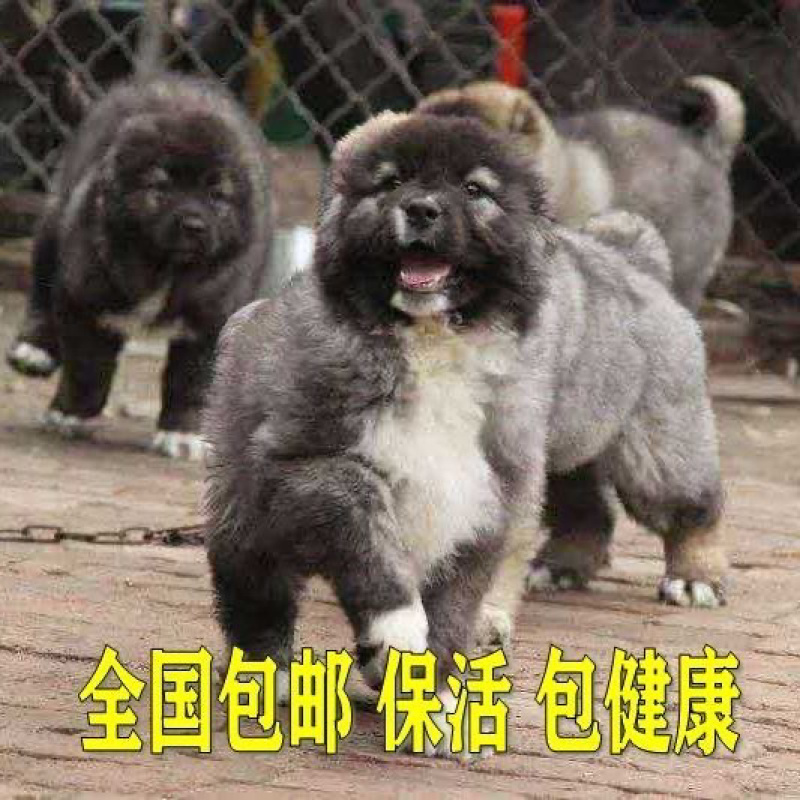 纯种高加索幼犬猎犬巨型犬熊版俄罗斯中亚牧羊犬护卫犬