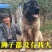 纯种高加索幼犬猎犬巨型犬熊版俄罗斯中亚牧羊犬护卫犬