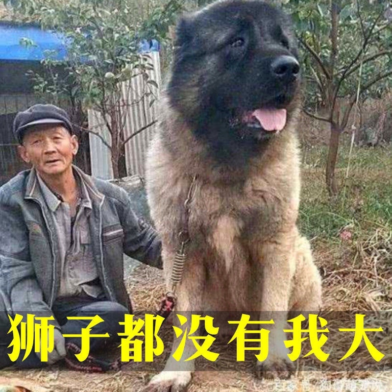 纯种高加索幼犬猎犬巨型犬熊版俄罗斯中亚牧羊犬护卫犬
