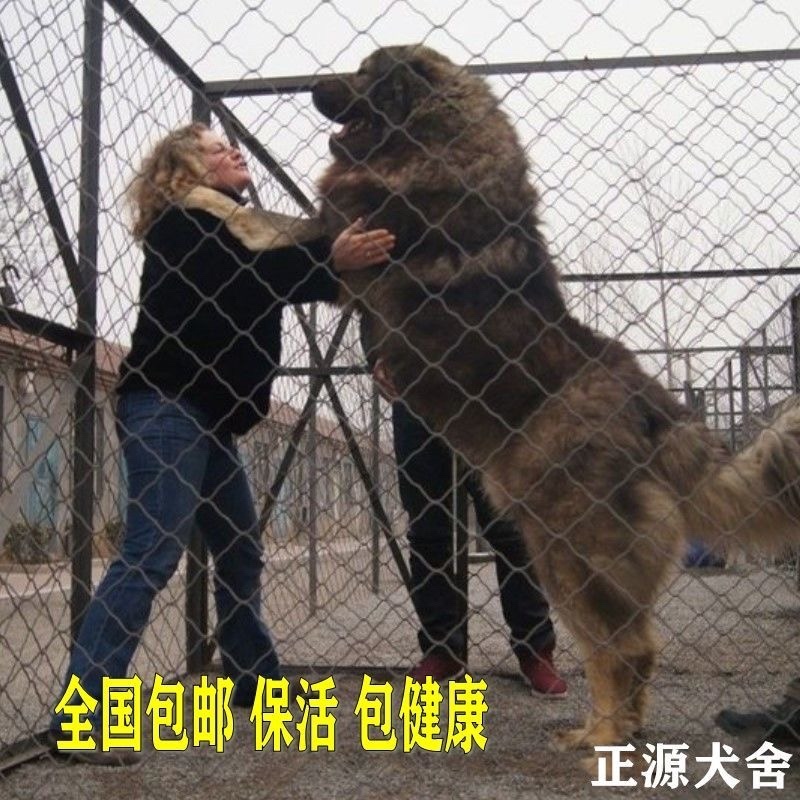 纯种高加索幼犬猎犬巨型犬熊版俄罗斯中亚牧羊犬护卫犬