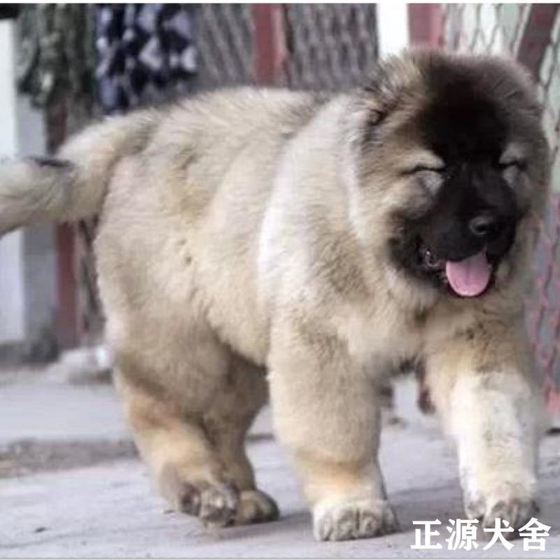 纯种高加索幼犬猎犬巨型犬熊版俄罗斯中亚牧羊犬护卫犬
