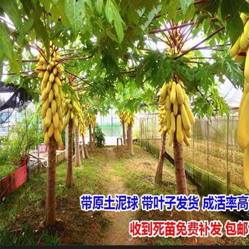 新品种泰国黄金牛奶木瓜苗矮化木瓜苗果树苗盆栽地栽当年结果