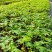 新品种泰国黄金牛奶木瓜苗矮化木瓜苗果树苗盆栽地栽当年结果