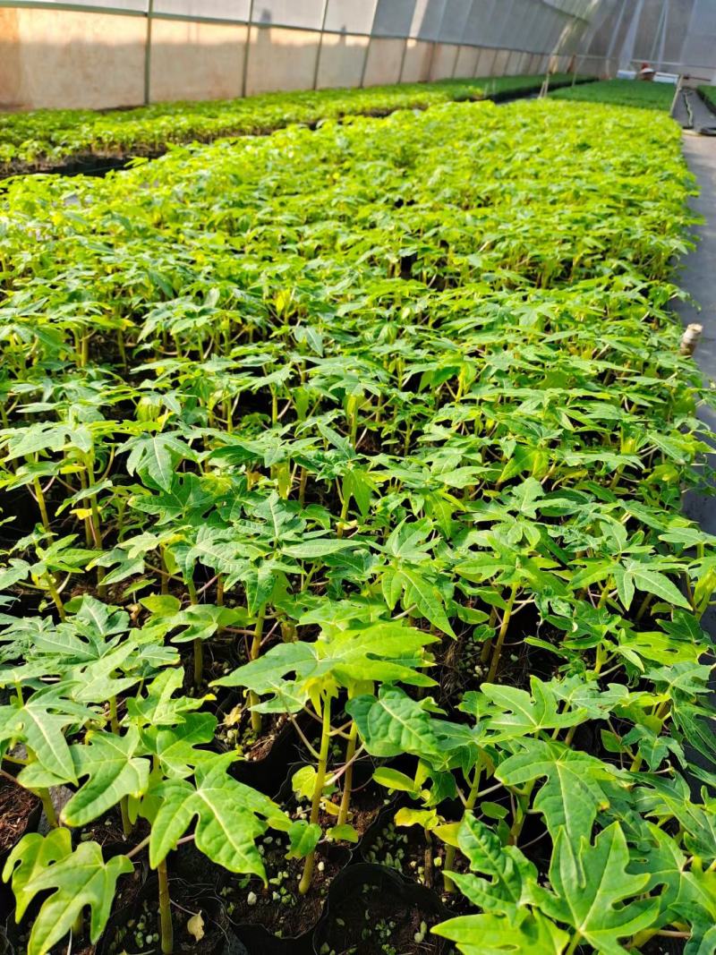 新品种泰国黄金牛奶木瓜苗矮化木瓜苗果树苗盆栽地栽当年结果
