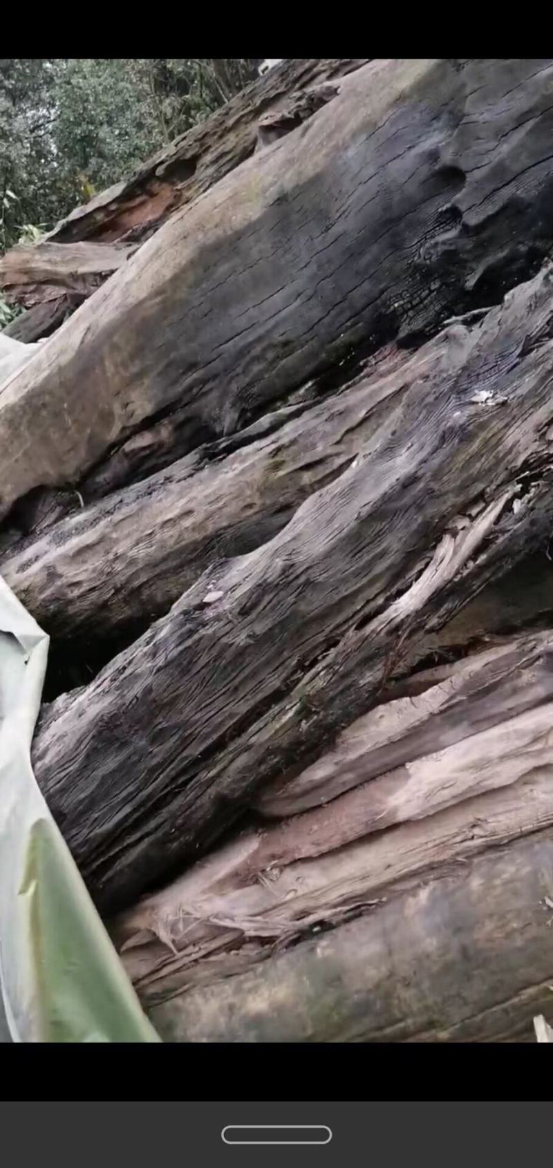 金丝楠阴沉木小叶桢楠乌木