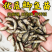 【包邮】优质中科5号鲫鱼苗、中科3号鲫鱼苗、银鲫鱼