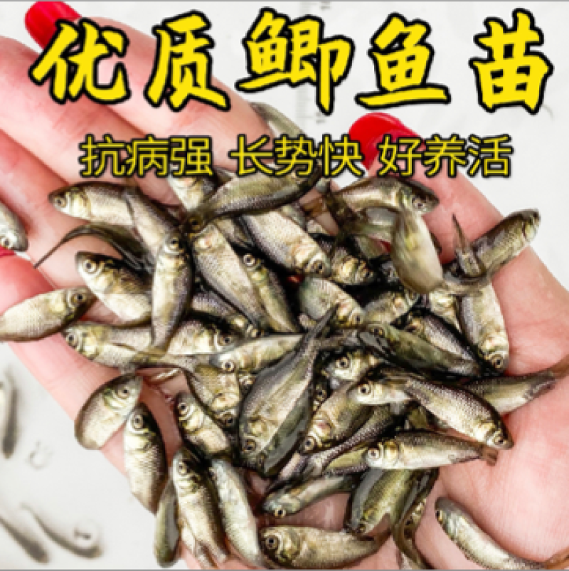 【包邮】优质中科5号鲫鱼苗、中科3号鲫鱼苗、银鲫鱼