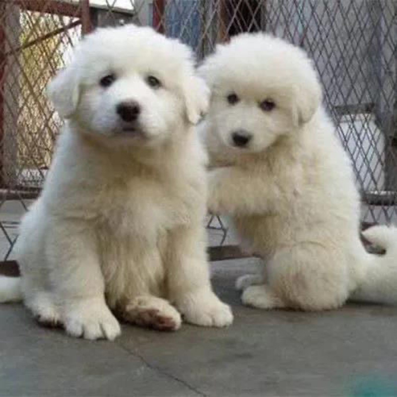 大白熊犬幼犬宠物狗狗大型畜牧犬健康骨量足温顺纯种犬