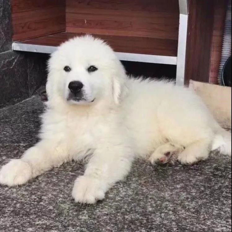 大白熊犬幼犬宠物狗狗大型畜牧犬健康骨量足温顺纯种犬