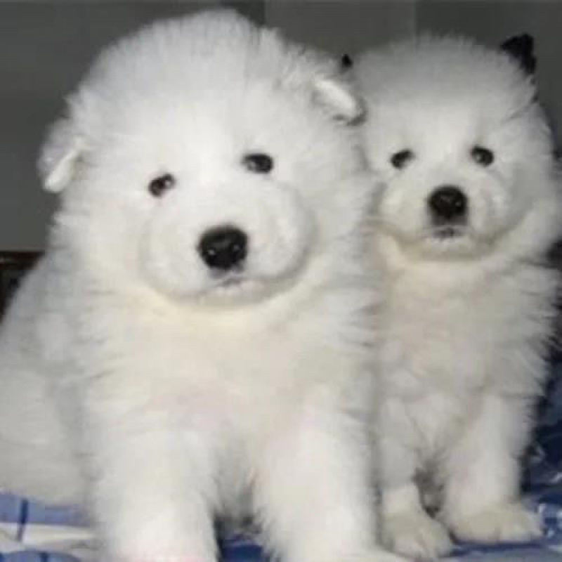 大白熊犬幼犬宠物狗狗大型畜牧犬健康骨量足温顺纯种犬