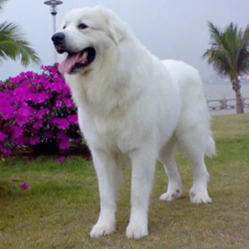 大白熊犬幼犬宠物狗狗大型畜牧犬健康骨量足温顺纯种犬
