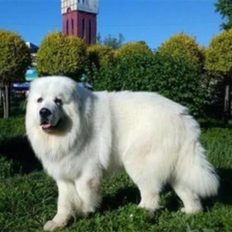 大白熊犬幼犬宠物狗狗大型畜牧犬健康骨量足温顺纯种犬