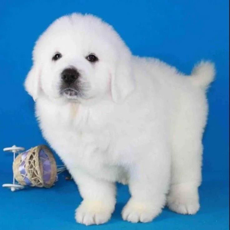 大白熊犬幼犬宠物狗狗大型畜牧犬健康骨量足温顺纯种犬
