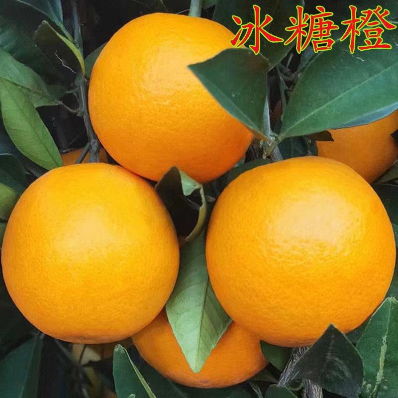 正宗高纯度高甜度嫁接冰糖橙苗盆栽地栽甜橙果树