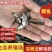 【包邮】优质中科5号鲫鱼苗、中科3号鲫鱼苗、银鲫鱼