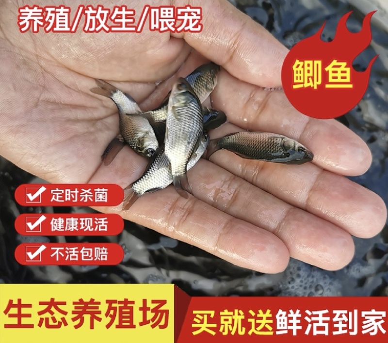 【包邮】优质中科5号鲫鱼苗、中科3号鲫鱼苗、银鲫鱼