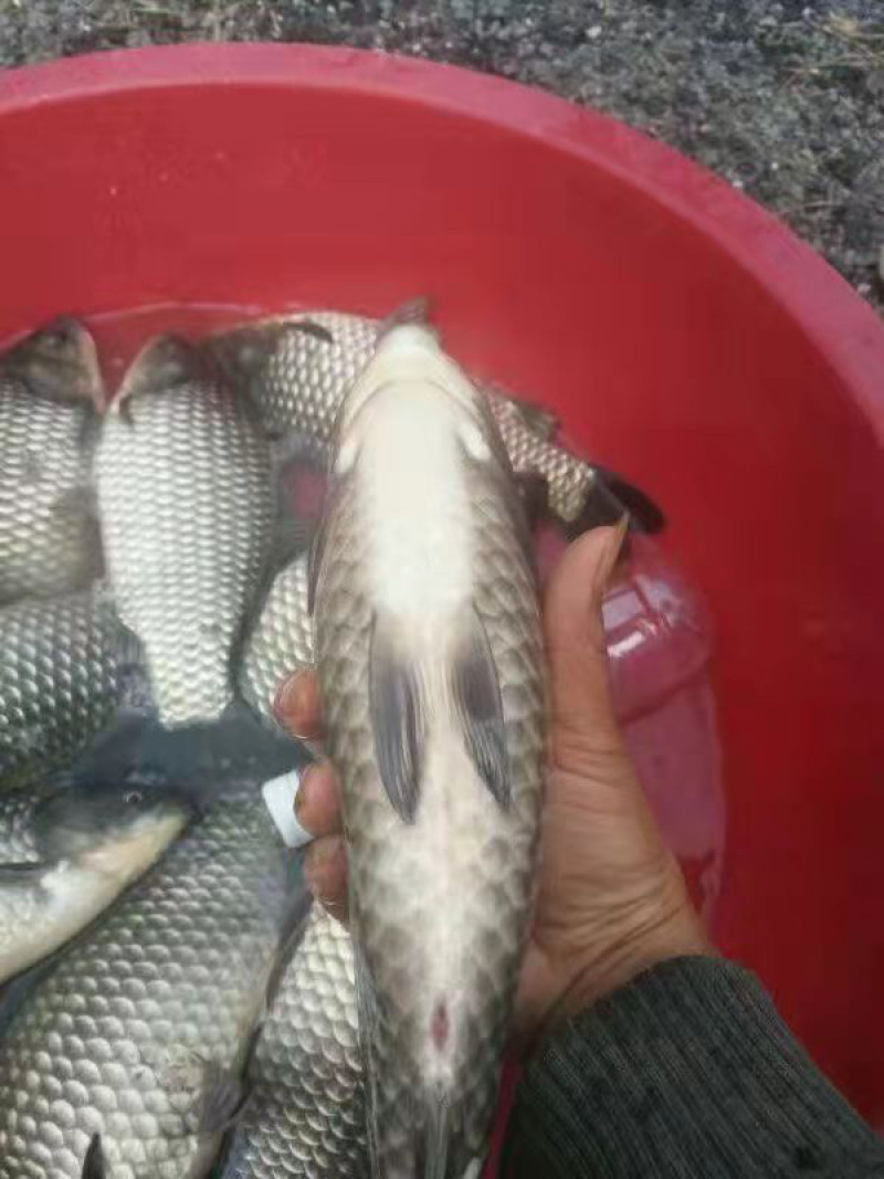 【包邮】优质中科5号鲫鱼苗、中科3号鲫鱼苗、银鲫鱼