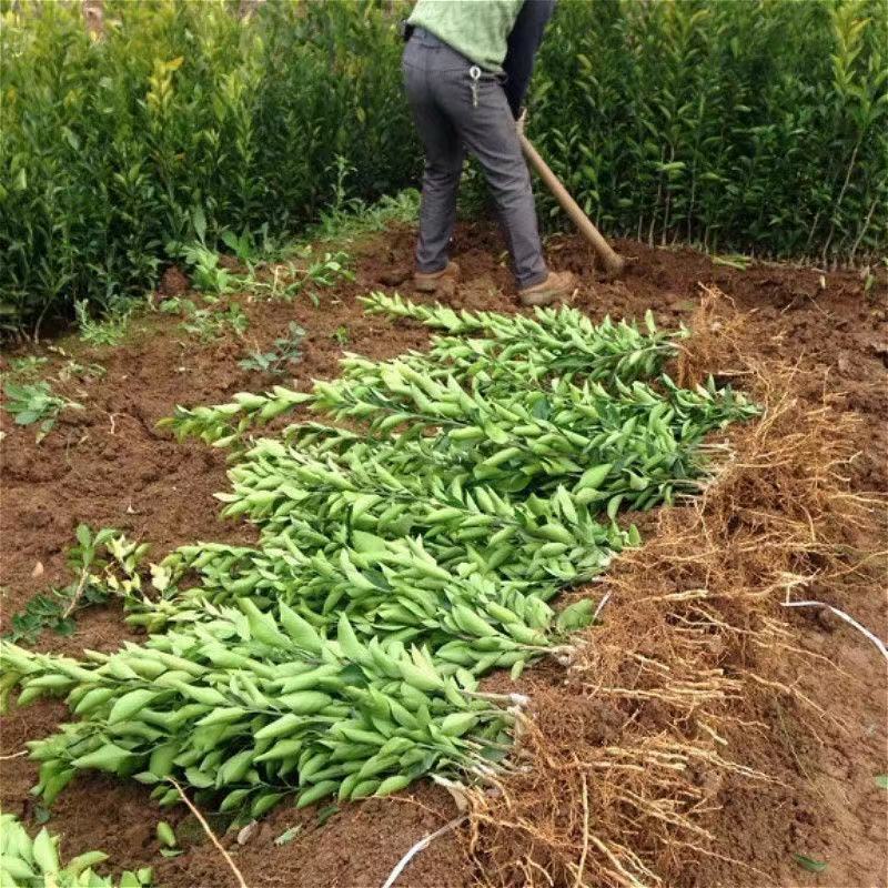 正宗高纯度高甜度嫁接冰糖橙苗盆栽地栽甜橙果树
