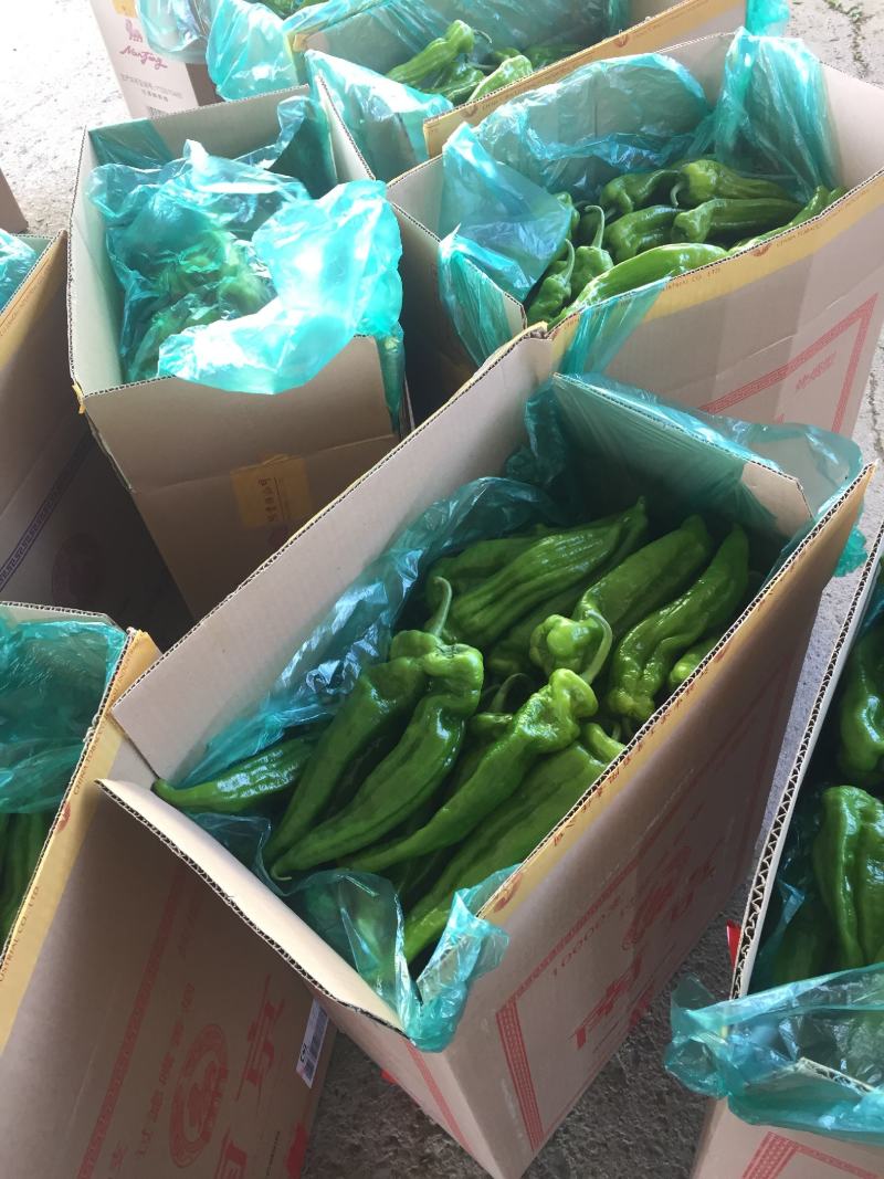 兰陵301辣椒，泡椒厚皮大青椒，尖椒辣椒公司常年供应