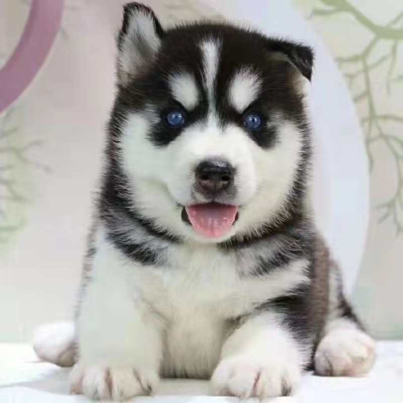 哈士奇活体幼崽雪橇犬蓝眼异瞳二哈幼犬哈士奇活狗宠物狗纯种