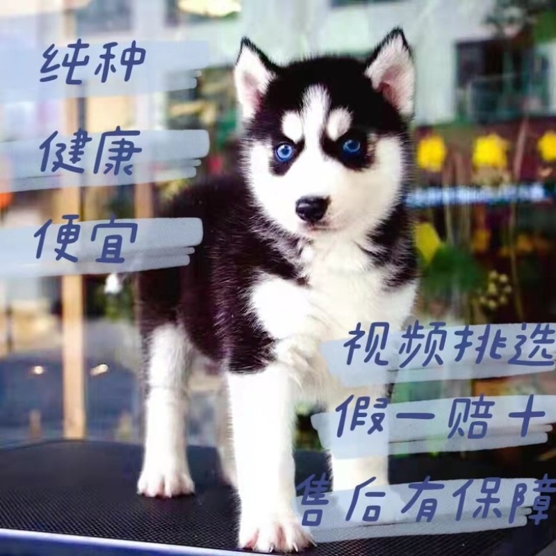 哈士奇活体幼崽雪橇犬蓝眼异瞳二哈幼犬哈士奇活狗宠物狗纯种