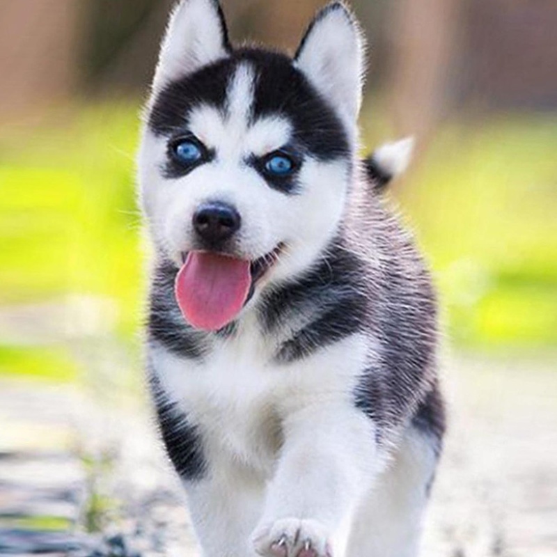哈士奇活体幼崽雪橇犬蓝眼异瞳二哈幼犬哈士奇活狗宠物狗纯种