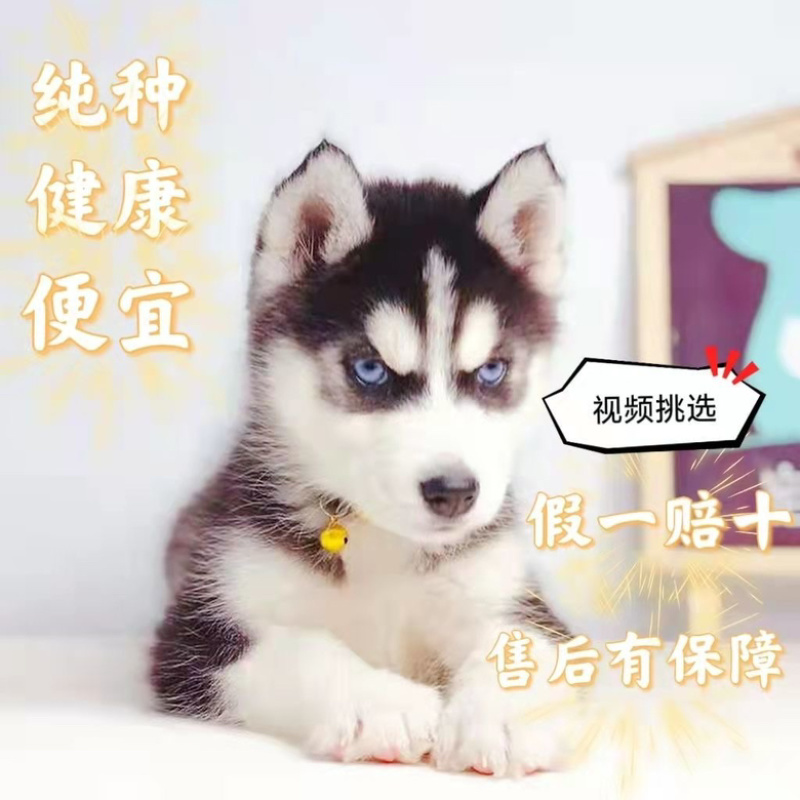 哈士奇活体幼崽雪橇犬蓝眼异瞳二哈幼犬哈士奇活狗宠物狗纯种