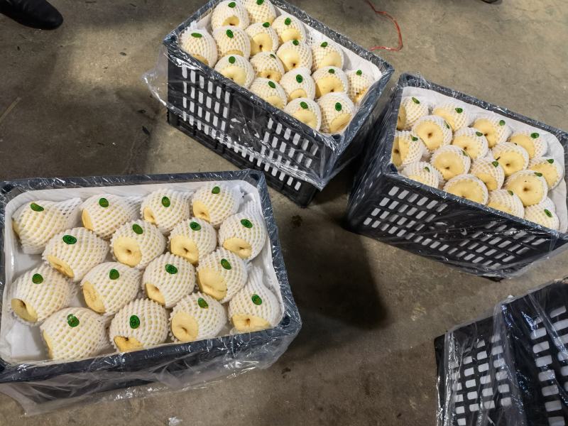 陕西贡梨大量出售中，糖分高，果面干净，个头均匀，有需要的