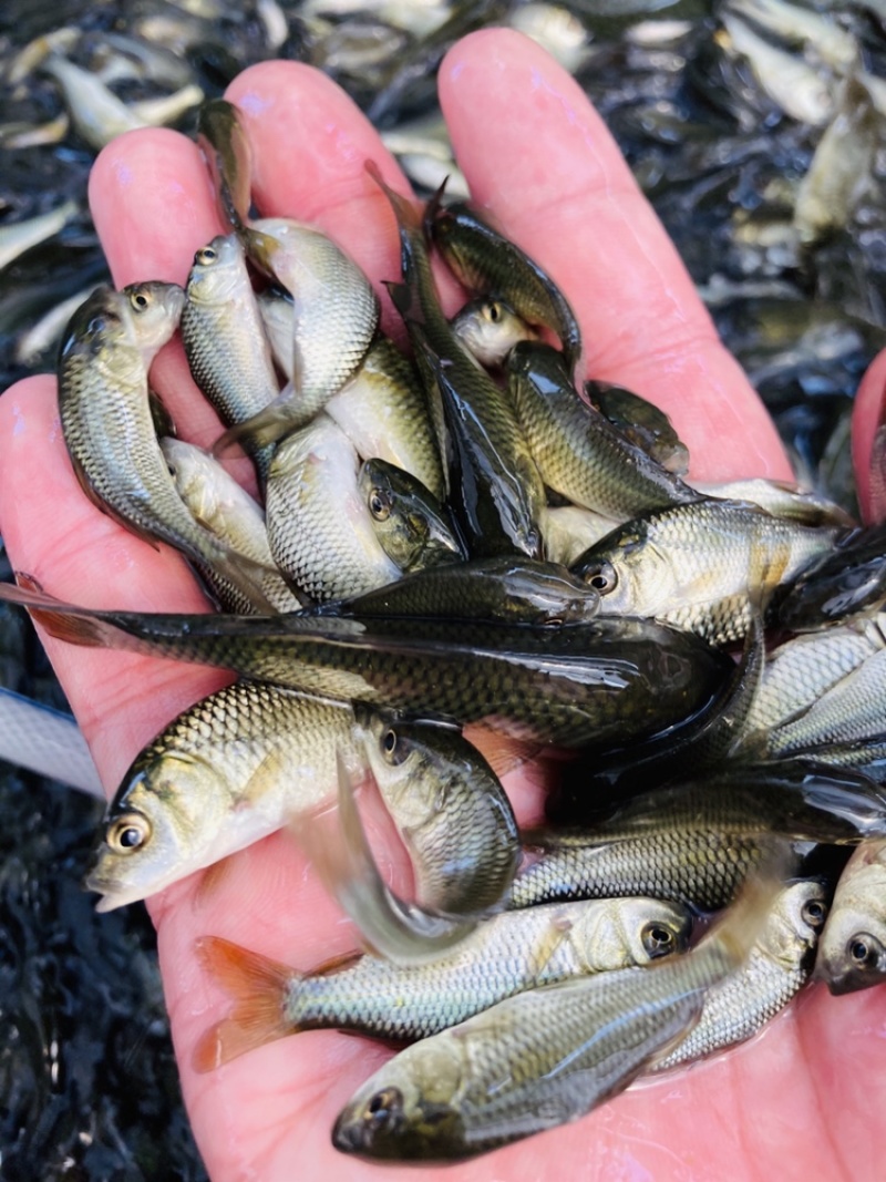 牛商推荐禾花鲤稻田鲤鱼黄河鲤鱼苗鲤鱼苗鲤拐子鱼苗