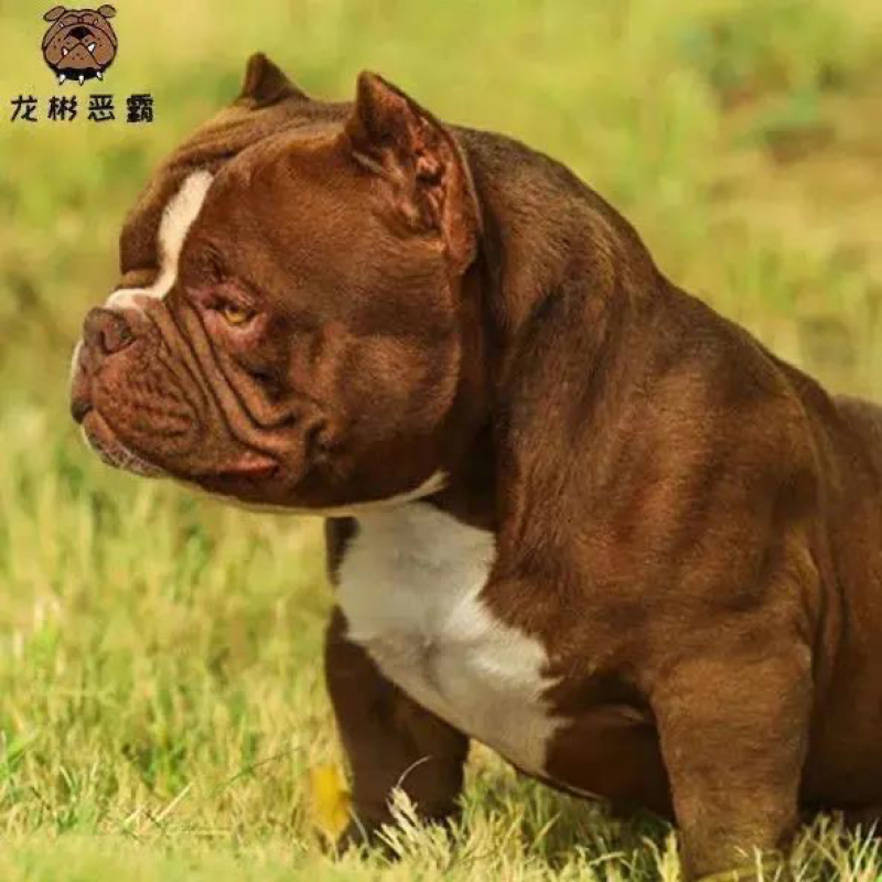 恶霸犬幼犬活体短毛口蛤蟆体标美国恶霸犬活体狗狗