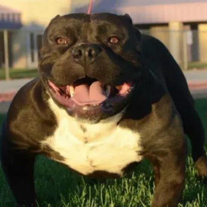 恶霸犬幼犬活体短毛口蛤蟆体标美国恶霸犬活体狗狗
