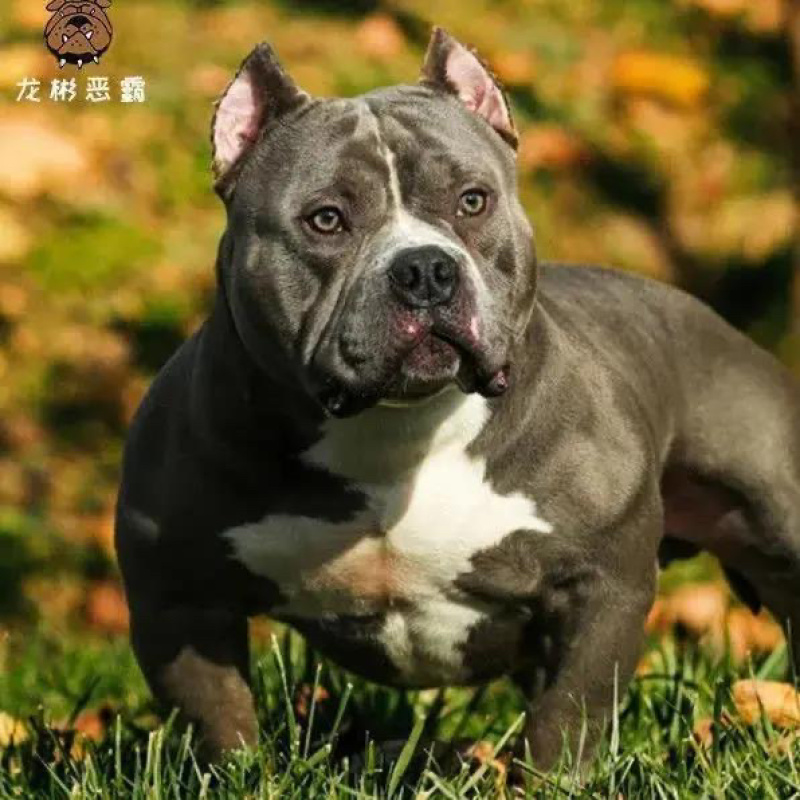 恶霸犬幼犬活体短毛口蛤蟆体标美国恶霸犬活体狗狗