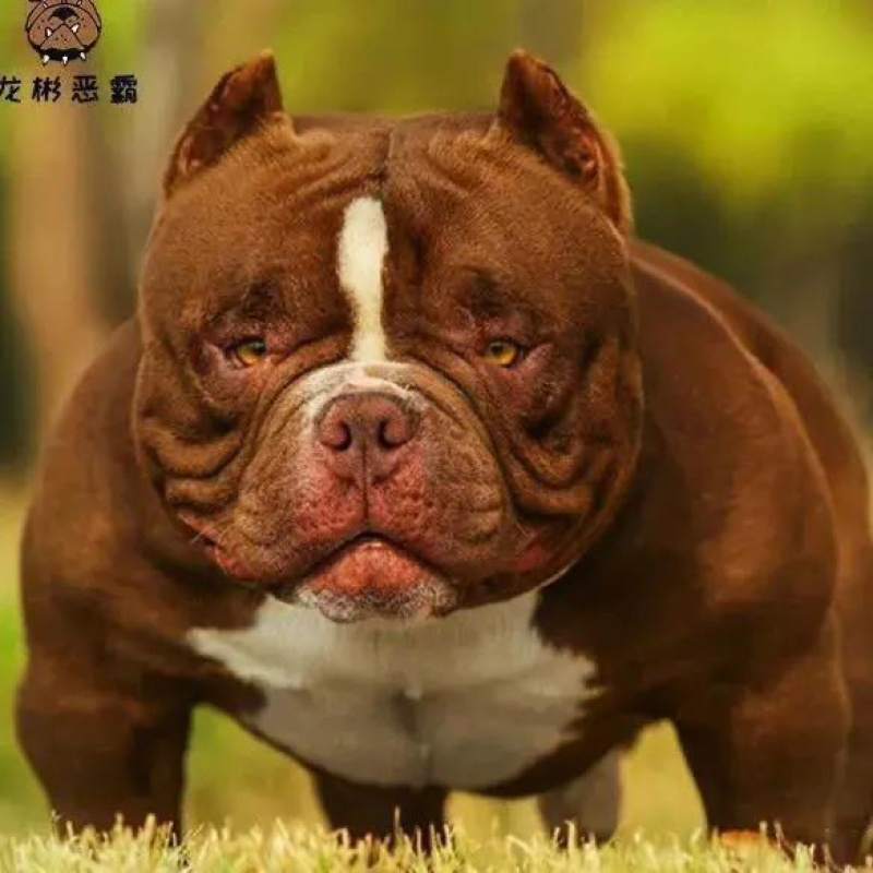 恶霸犬幼犬活体短毛口蛤蟆体标美国恶霸犬活体狗狗