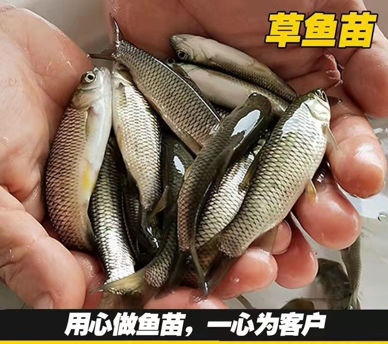 【包邮】长江抗病草鱼苗、贵州草鱼苗优质草鱼苗已打疫苗