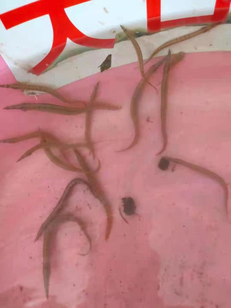广西南宁，鱼苗繁殖基地，大量供应，良种刺鳅鱼苗。