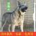 狼青犬活体幼崽小狗猛犬猎犬大型中华狼青犬可训练看家护院狗