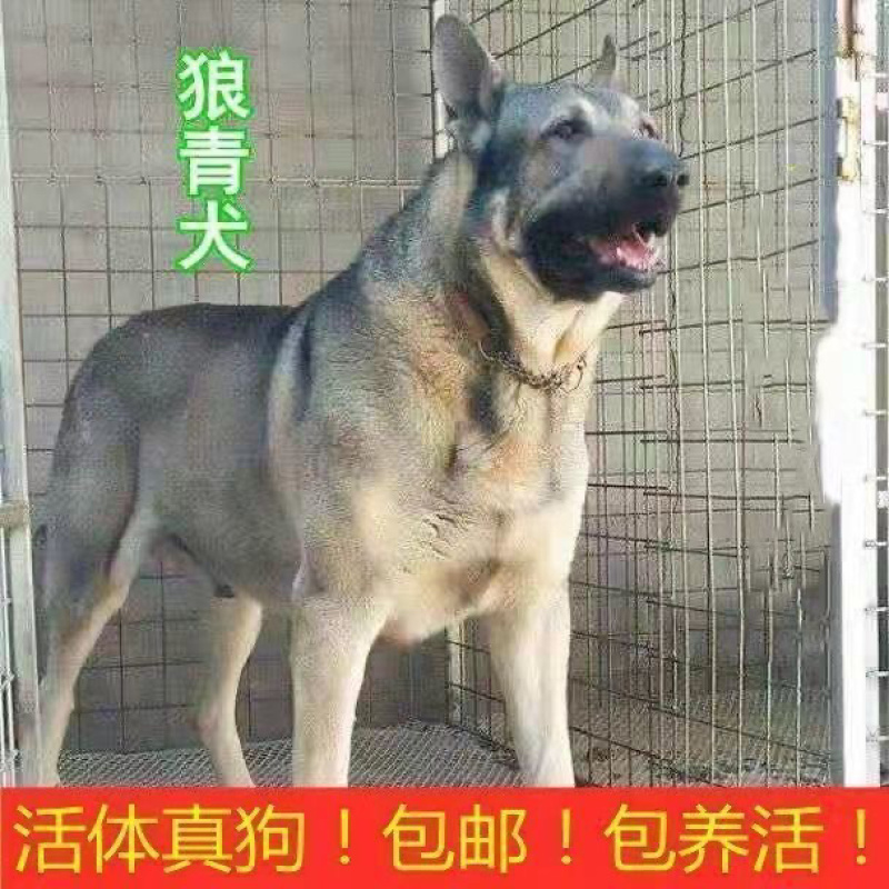 狼青犬活体幼崽小狗猛犬猎犬大型中华狼青犬可训练看家护院狗