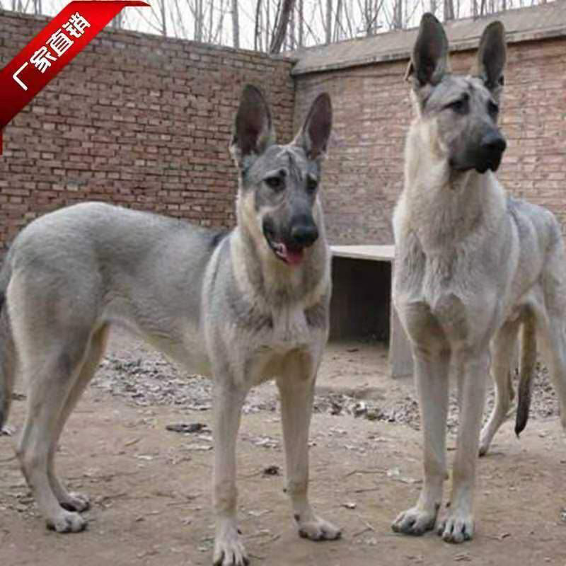 狼青犬活体幼崽小狗猛犬猎犬大型中华狼青犬可训练看家护院狗