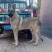 狼青犬活体幼崽小狗猛犬猎犬大型中华狼青犬可训练看家护院狗