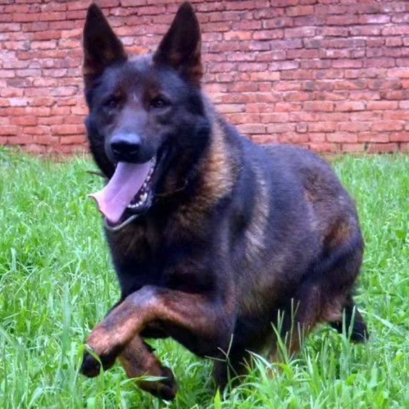狼青犬活体幼崽小狗猛犬猎犬大型中华狼青犬可训练看家护院狗