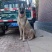 狼青犬活体幼崽小狗猛犬猎犬大型中华狼青犬可训练看家护院狗