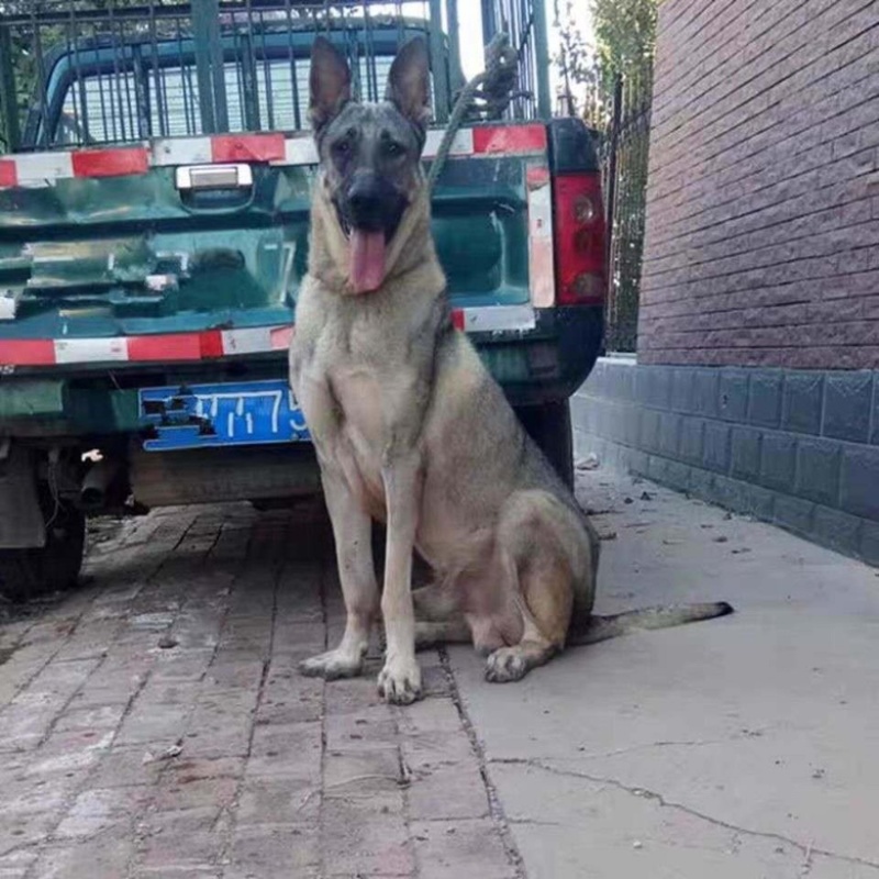 狼青犬活体幼崽小狗猛犬猎犬大型中华狼青犬可训练看家护院狗