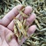 小黄鱼干，石头鱼干，干靠鱼干，庐山石鱼干