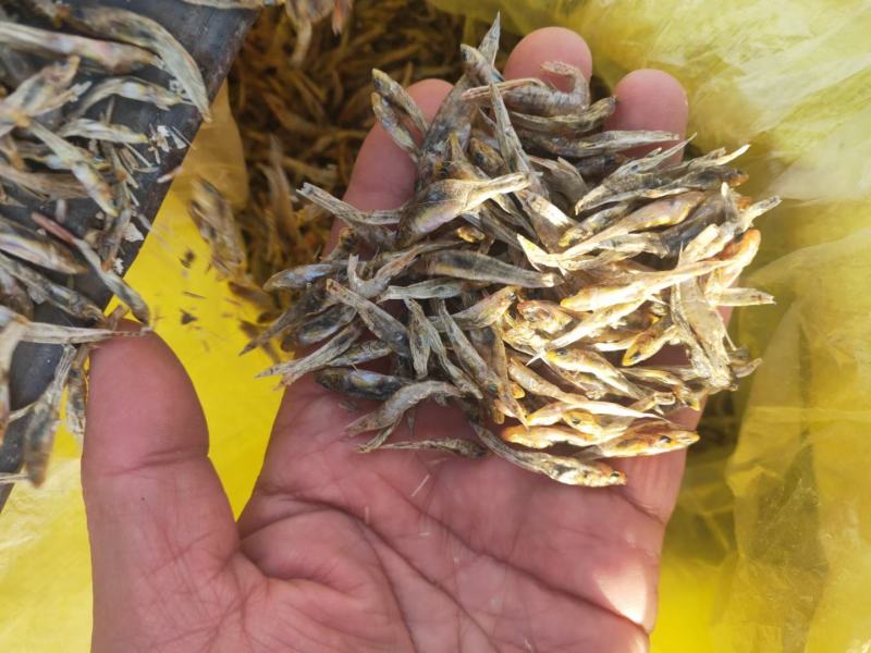 小黄鱼干，石头鱼干，干靠鱼干，庐山石鱼干