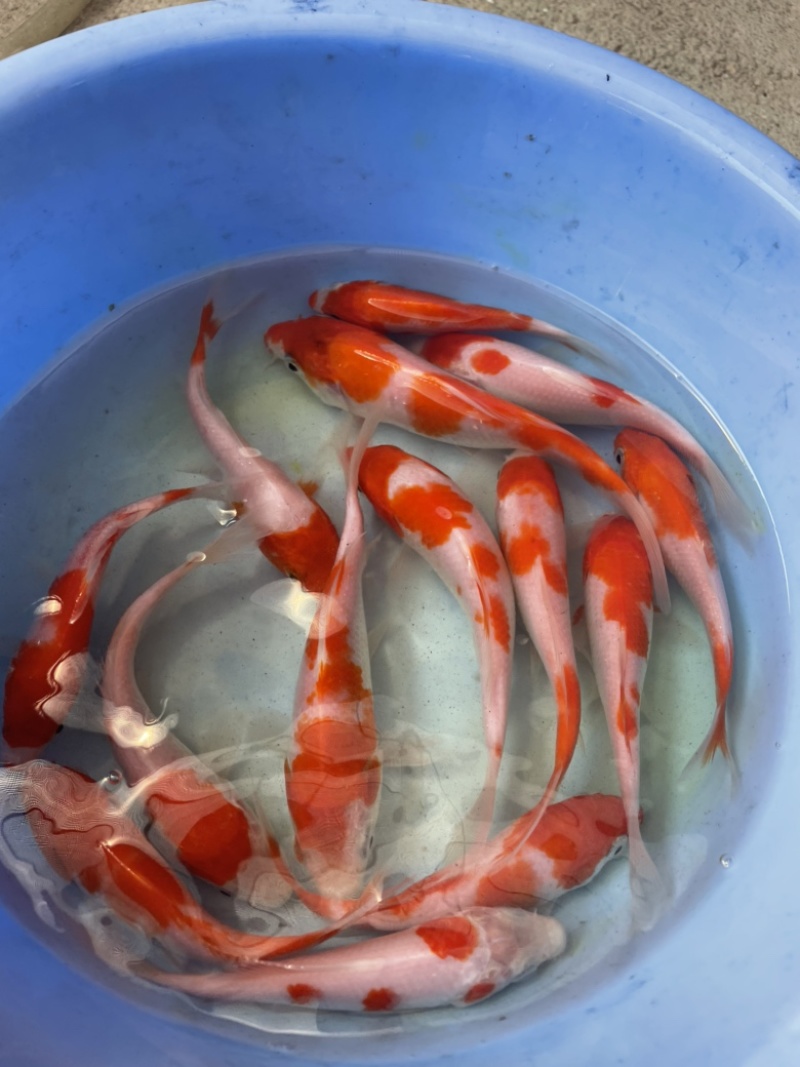 锦鲤鱼苗日本锦鲤苗精品锦鲤鱼苗三色锦鲤苗苗场直供