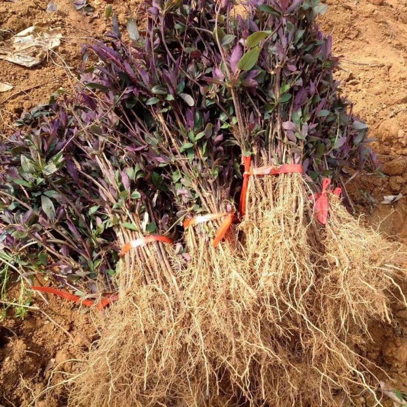 金银花红银花树苗盆栽地栽阳台庭院南方北方种植