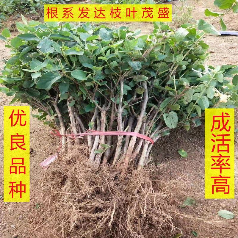 金银花红银花树苗盆栽地栽阳台庭院南方北方种植