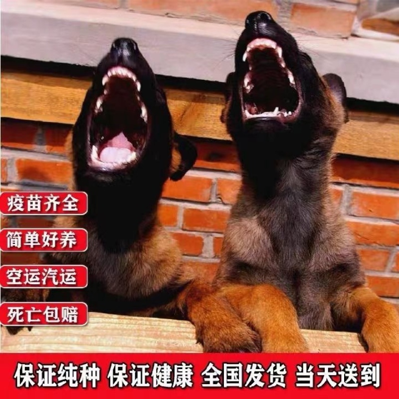 马犬幼犬纯种警犬爆红马犬猎犬看家护院犬疫苗齐全