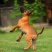 马犬幼犬纯种警犬爆红马犬猎犬看家护院犬疫苗齐全
