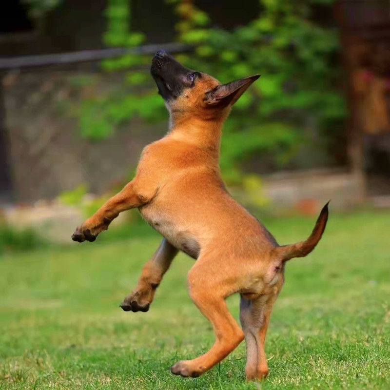 马犬幼犬纯种警犬爆红马犬猎犬看家护院犬疫苗齐全
